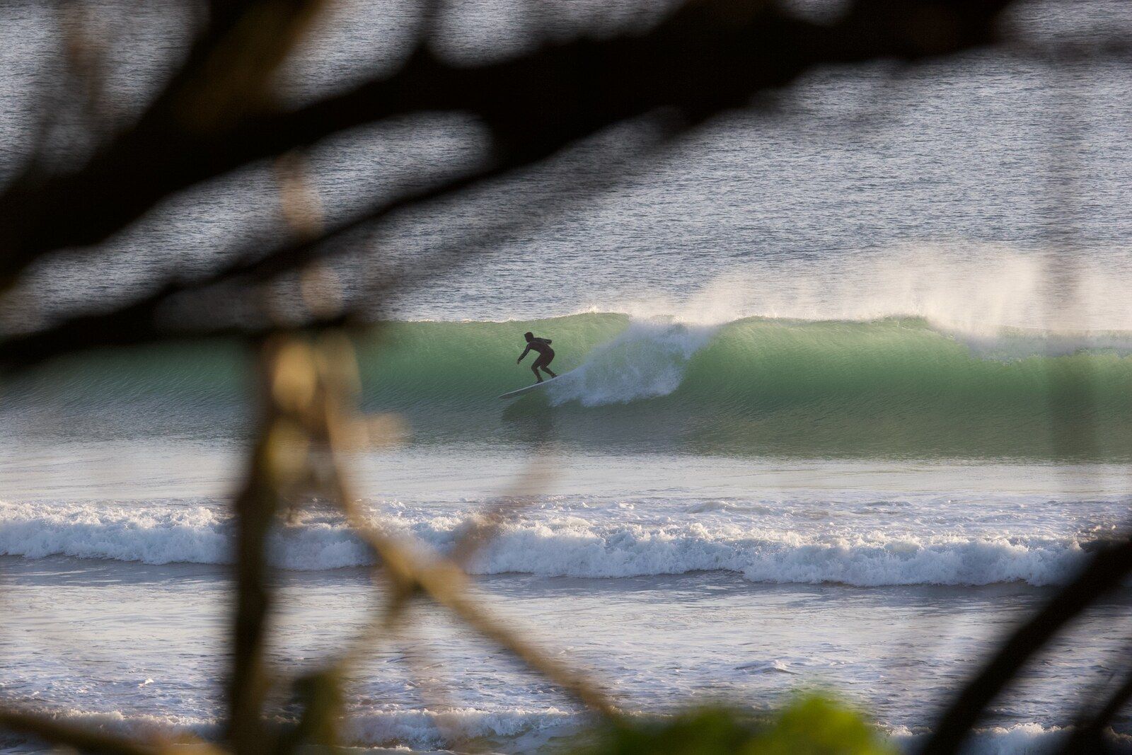 A surfer riding a clean green wave at Perranuthnoe, framed by foreground branches